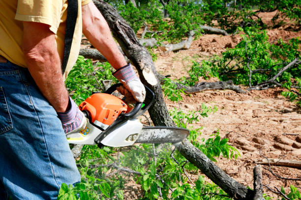 Residential Tree Removal in Deforest, WI